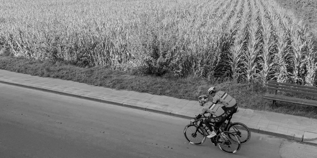 Lone cyclists riding beside a cornfield on an open road after the crowd has disappeared.