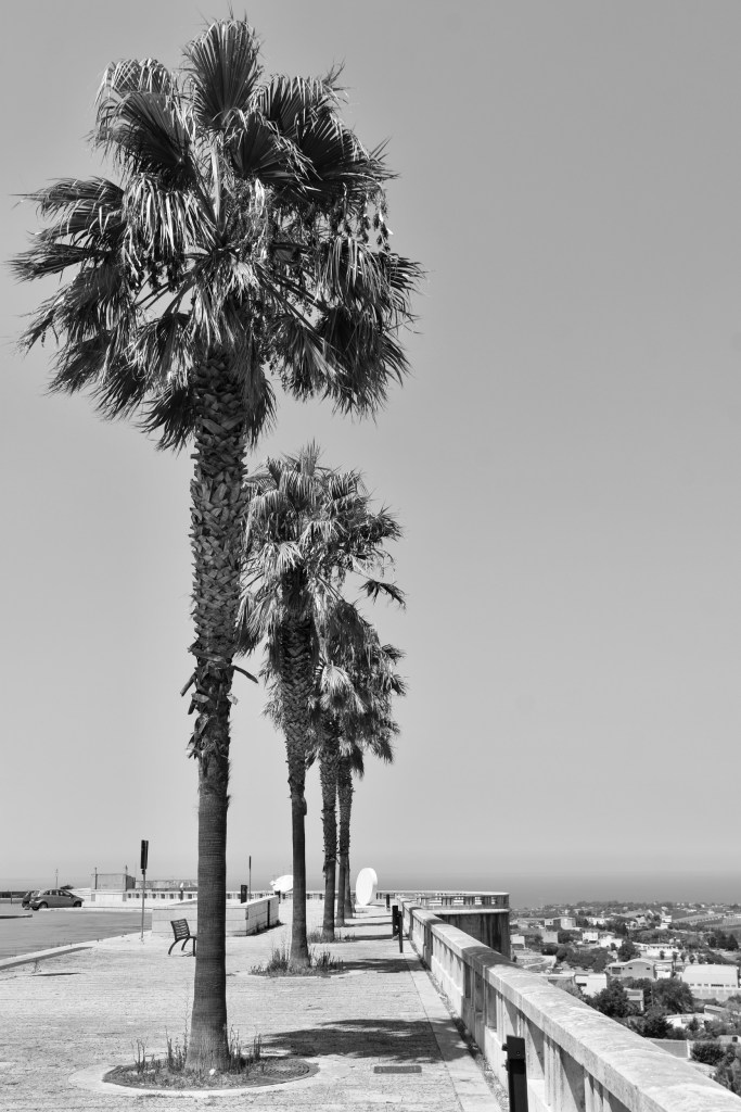A row of tall palm trees lines an overlook above the surrounding town and distant coast.