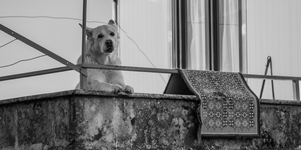 A dog looks over a weathered balcony beside a patterned rug hanging across the railing.