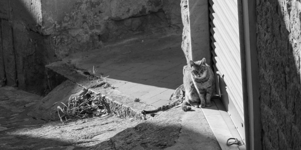 A cat sits in sunlight beside a closed metal shutter at the edge of a stone passage.
