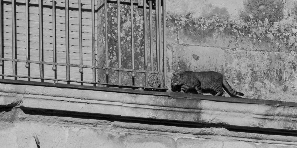 A striped cat walks along a narrow ledge beneath a barred balcony.